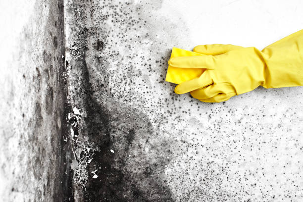 Professional Mold Removal in Lake Catherine, IL