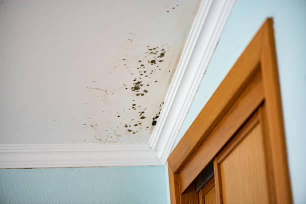 Attic Mold Removal in Lake Catherine, IL