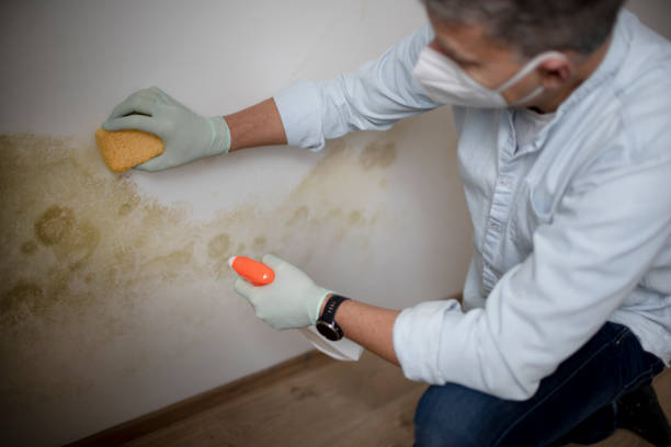 Best Fast Mold Removal  in Lake Catherine, IL