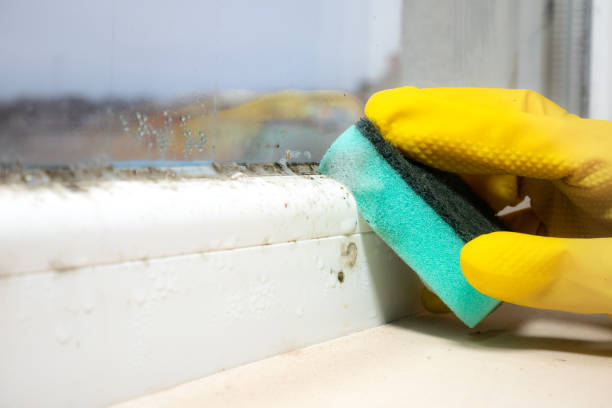 Certified Mold Removal in Lake Catherine, IL