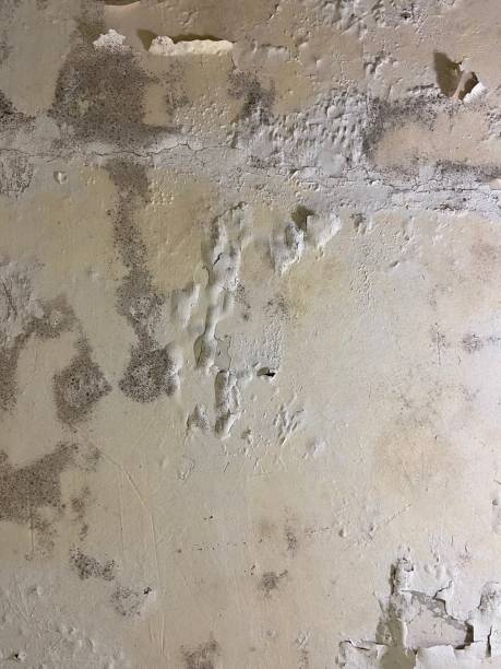 Best Mold Damage Repair  in Lake Catherine, IL