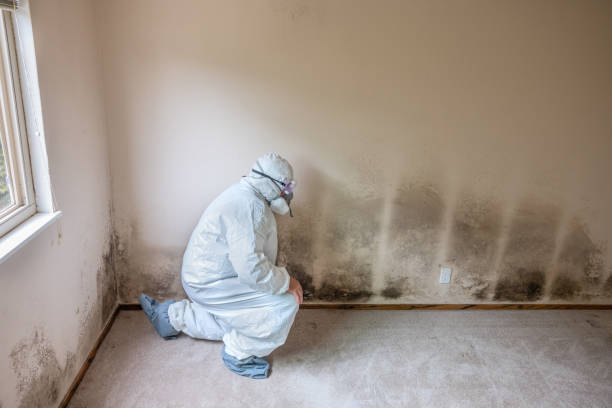 Best Commercial Mold Removal  in Lake Catherine, IL