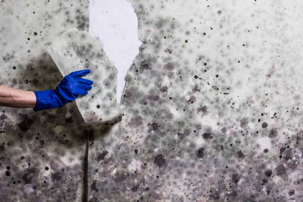 Best Emergency Mold Removal  in Lake Catherine, IL